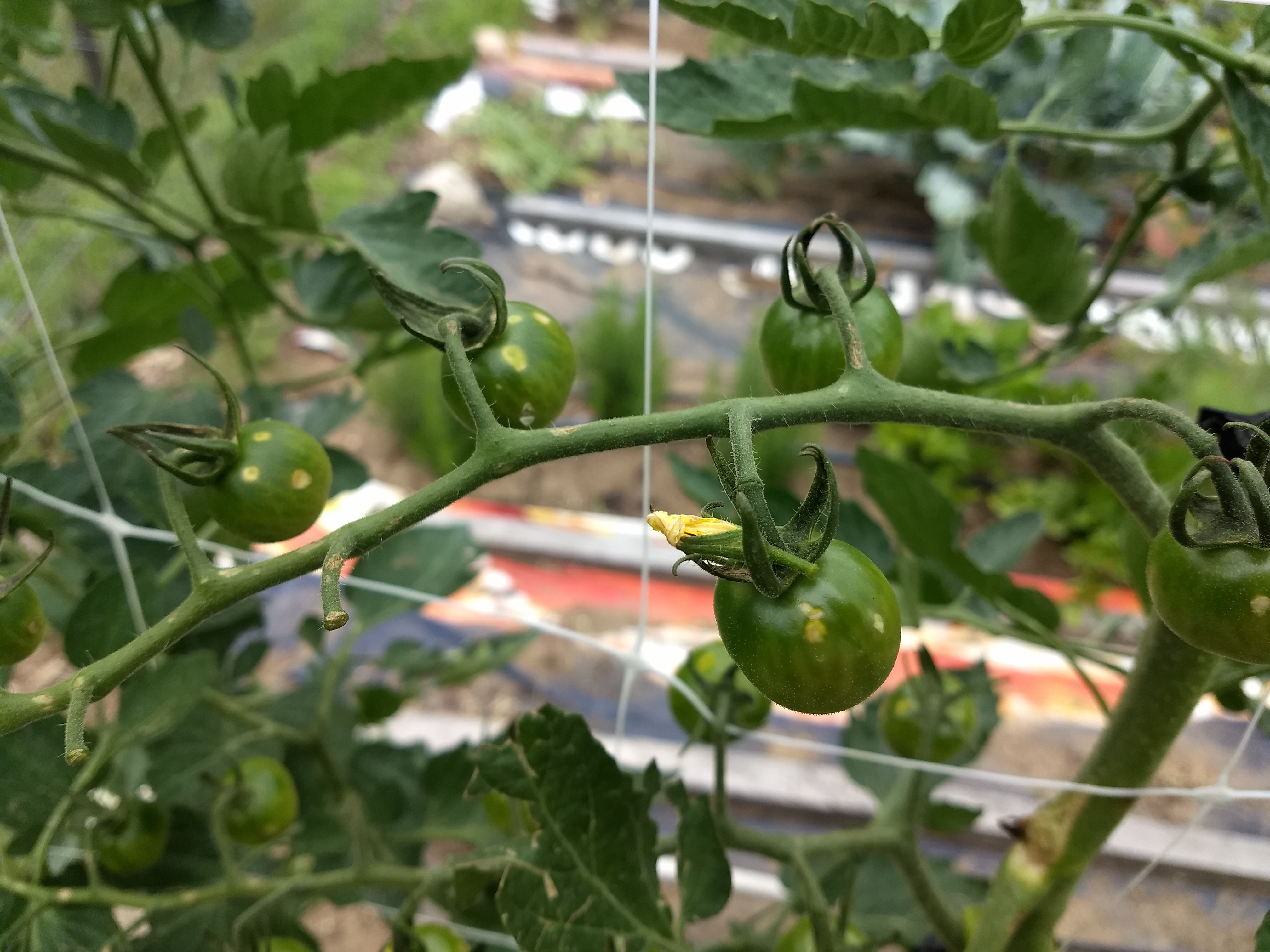 Rain damage in the form of yellow spots on tomato plants.